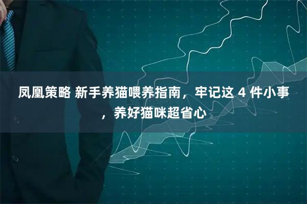 凤凰策略 新手养猫喂养指南,牢记这 4 件小事,养好猫咪超省心